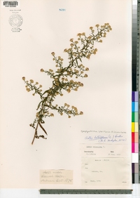 Symphyotrichum lateriflorum image