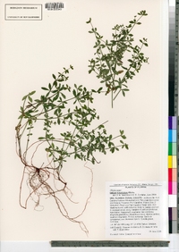 Image of Galium hispidulum