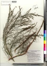 Image of Eupatorium leptophyllum