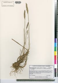 Elymus trachycaulus image