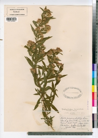 Symphyotrichum lanceolatum image