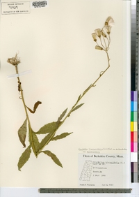 Erechtites hieraciifolius var. hieraciifolius image