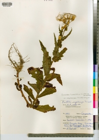 Erechtites hieraciifolius image