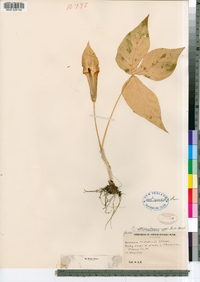 Arisaema triphyllum image