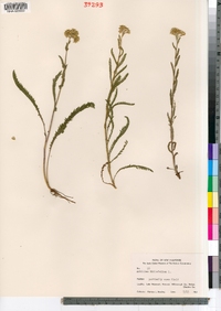 Achillea millefolium image