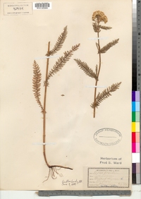 Achillea millefolium image