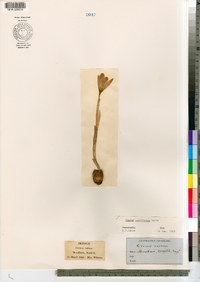 Image of Crocus nudiflorus