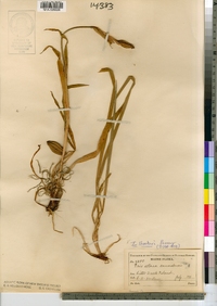 Iris setosa var. canadensis image