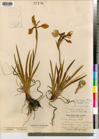 Iris setosa var. canadensis image