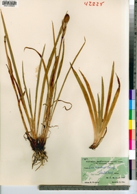 Iris setosa var. canadensis image