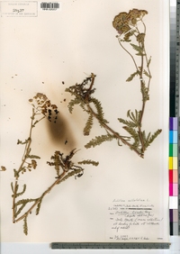 Achillea millefolium image