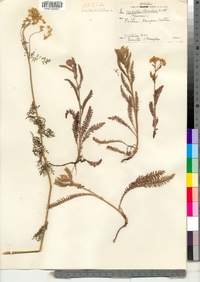 Achillea millefolium image