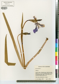 Iris versicolor image