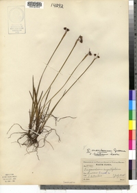 Sisyrinchium montanum var. crebrum image