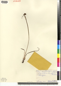 Sisyrinchium montanum image