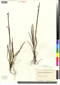 Sisyrinchium montanum image