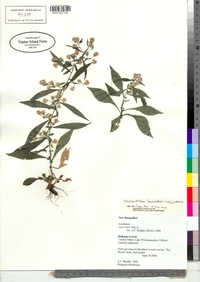 Symphyotrichum lanceolatum image