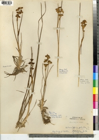 Scheuchzeria palustris image