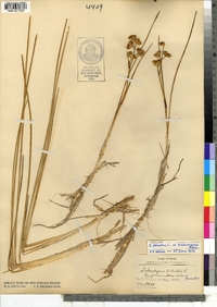 Scheuchzeria palustris image