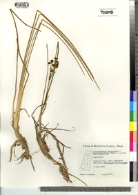 Scheuchzeria palustris image