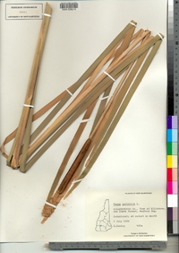 Typha latifolia image