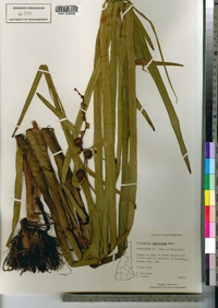 Sparganium americanum image