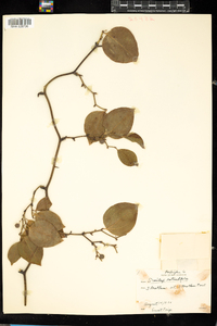 Smilax rotundifolia image