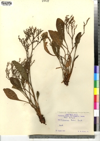 Limonium carolinianum image