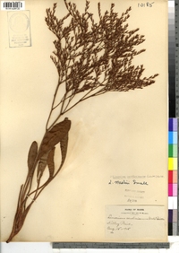 Limonium carolinianum image