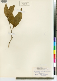 Image of Nectandra coriacea
