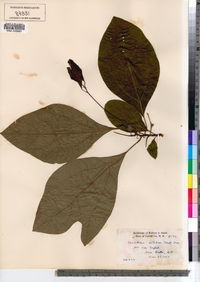 Sassafras albidum image