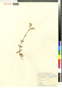 Cerastium fontanum image