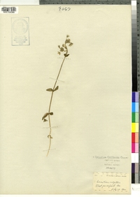 Cerastium fontanum image