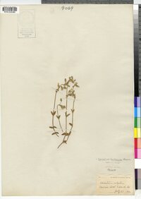 Cerastium fontanum image