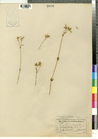 Cerastium fontanum image