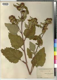 Arctium minus image