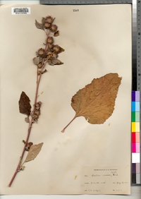 Arctium minus image