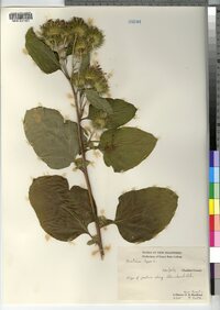 Arctium lappa image