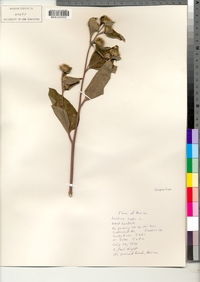 Arctium lappa image