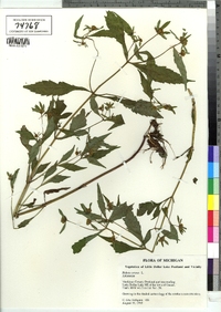 Bidens cernua image