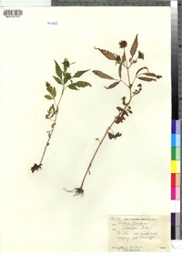 Bidens frondosa image