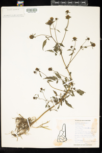 Bidens frondosa image