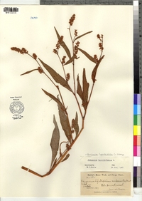 Polygonum lapathifolium image