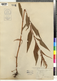 Polygonum lapathifolium image