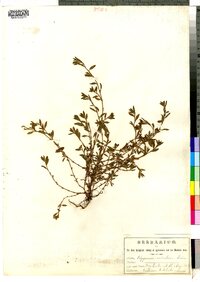 Polygonum aviculare image