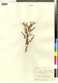 Matricaria discoidea image