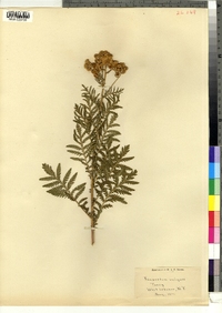 Tanacetum vulgare image