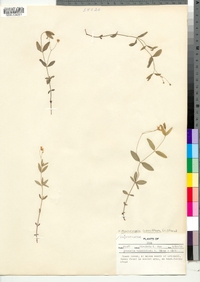 Moehringia lateriflora image