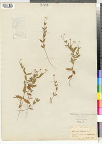 Moehringia lateriflora image