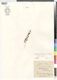 Moehringia lateriflora image